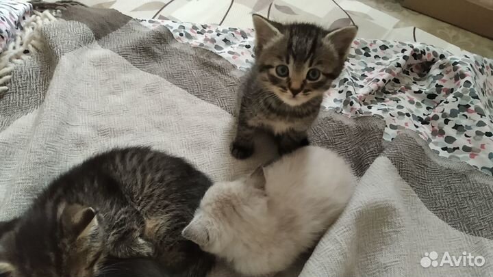 Котята в добрые руки