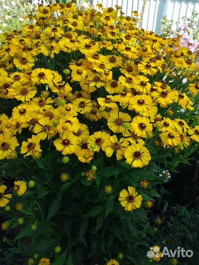 Астра осенняя, Гелениум, Ромашка канадская