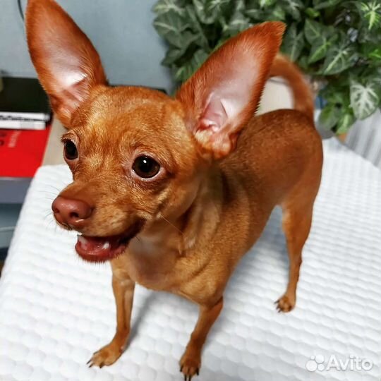 Пеленки для животных многоразовые