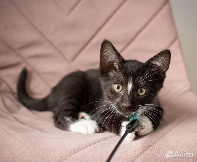 Котенок почти 3 месяца