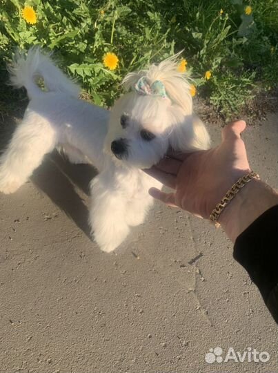 Болонки вязка