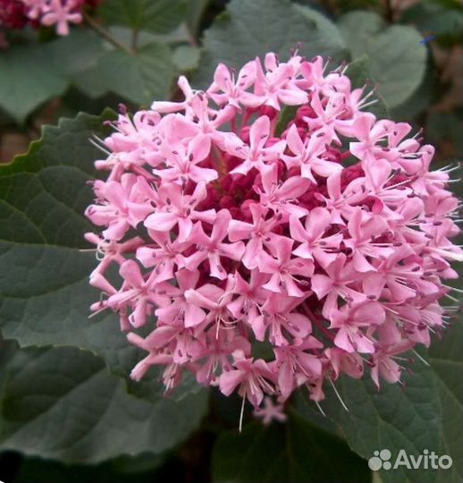 Клеродендрум бунге