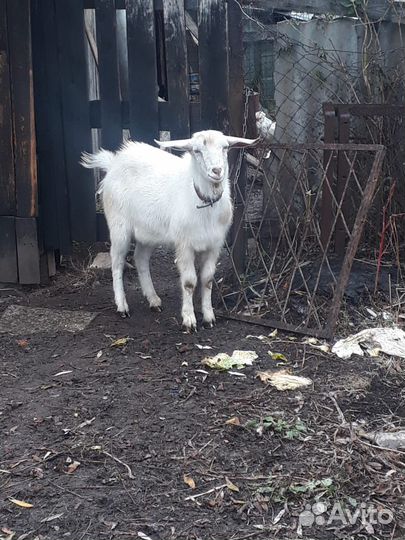 Молодой козлик