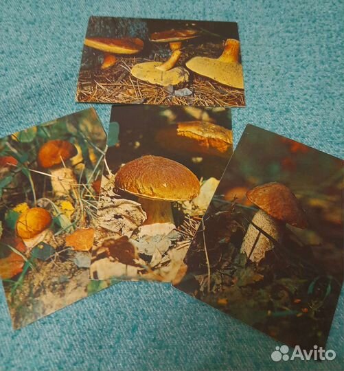 Набор открыток. Грибы, Спорт, Актёры Бдт, СССР