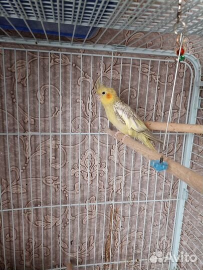 Попугай корелла