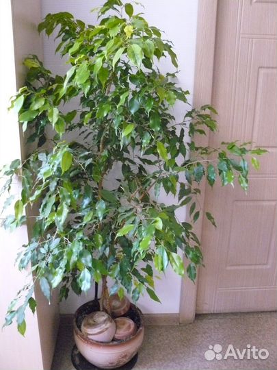 Продаю комнатный цветок