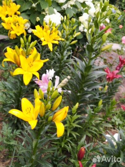 Лилии луковицы разные