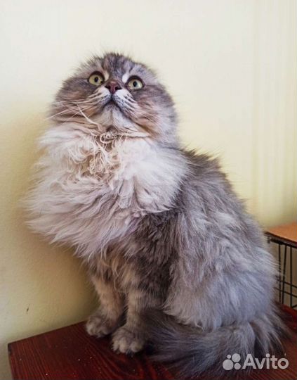 Ищем добрые руки