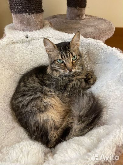 Пушистое счастье ждет семью