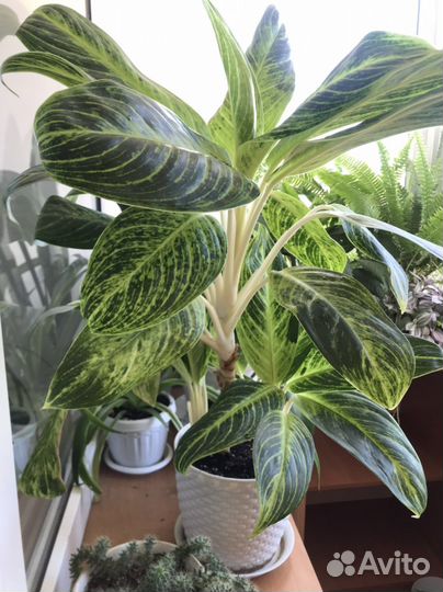Аглаонема король сиама