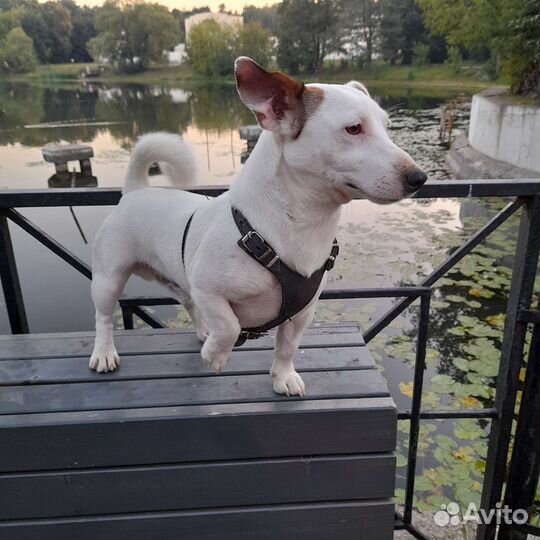 Джек Рассел терьер