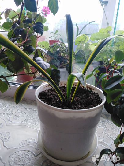 Щучий хвост