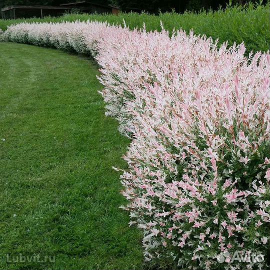 Ива Хакуро Нишики