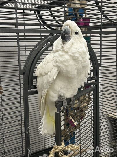 Говорящий попугай какаду