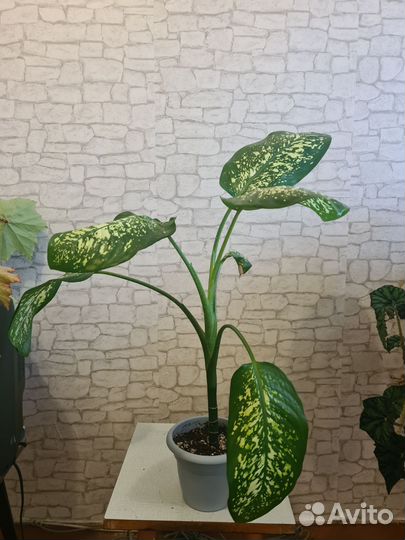 Диффенбахия