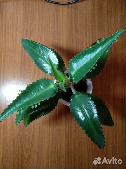 Каланхоэ Дегремона лечебный от насморка