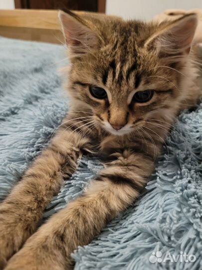 Котик в добрые руки