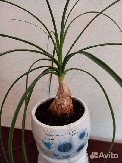 Бокарнея нолина (бутылочное дерево)