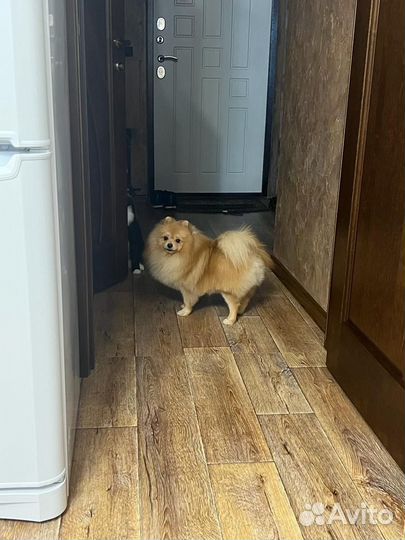 Померанский шпиц вязка кобель