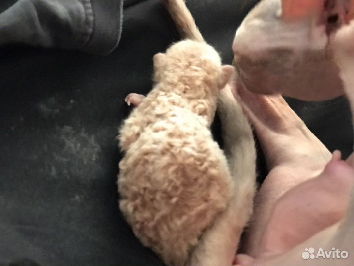 Девон рэкс котята