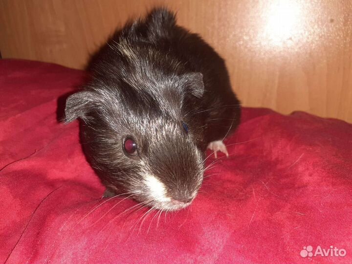 Морские свинки