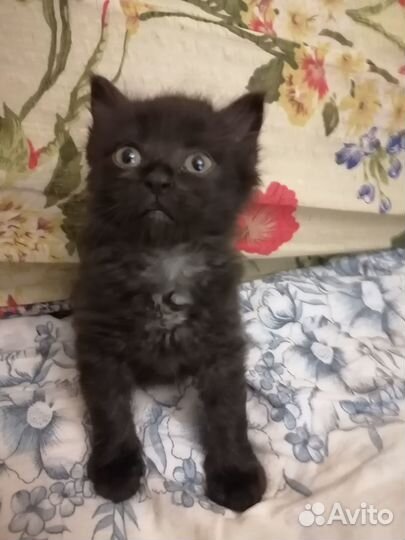 Бесплатно котенок