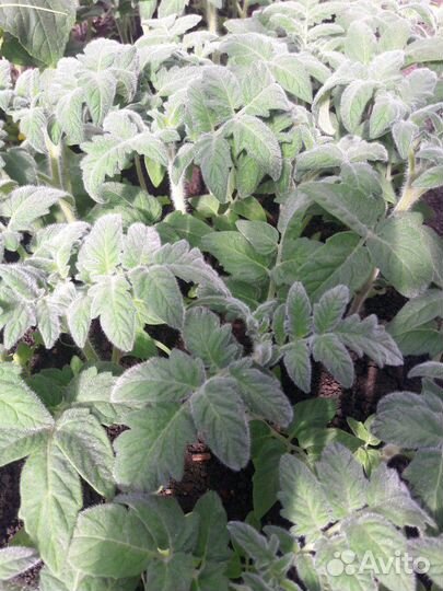 Рассада помидор (томатов)