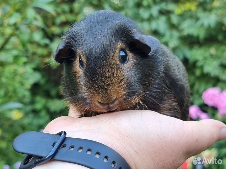 Морские свинки девочки разных пород и окрасов