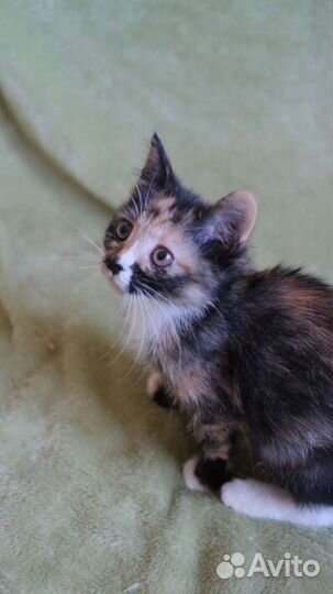 Котенок в добрые руки