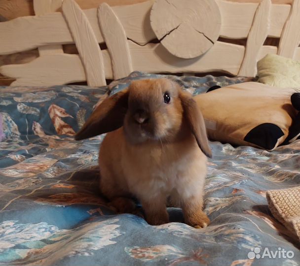 Декоративные крольчата