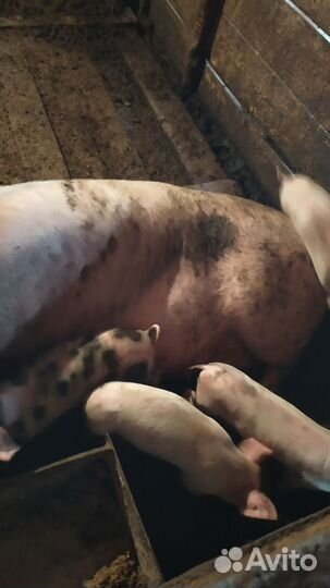 Поросенок ландрас