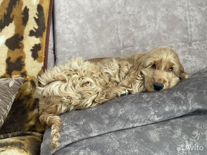 Кокер спаниель