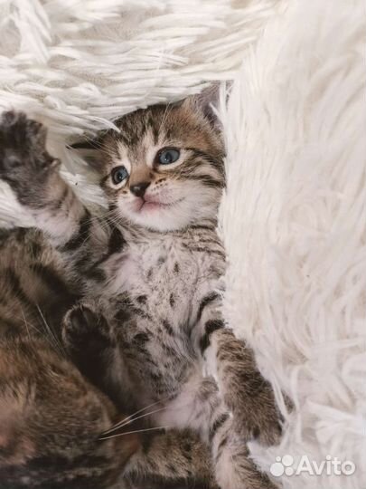 Котенок девочка