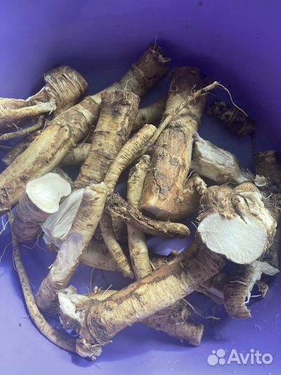 Продам корень хрена и продукты переработки хрена