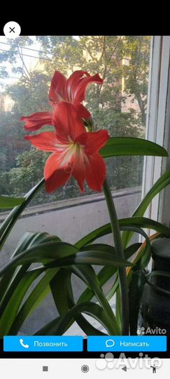 Фикус Бенджамина