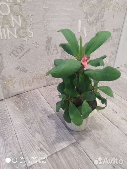 Молочай миля