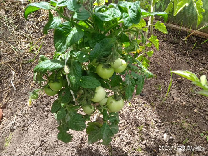 Семена томатов (сорт)