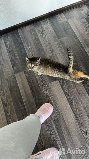 Кошка стерелизованная