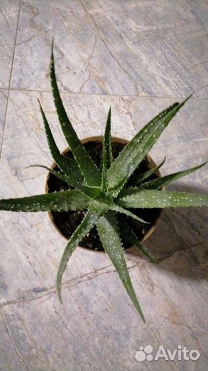 Кротон, суккуленты