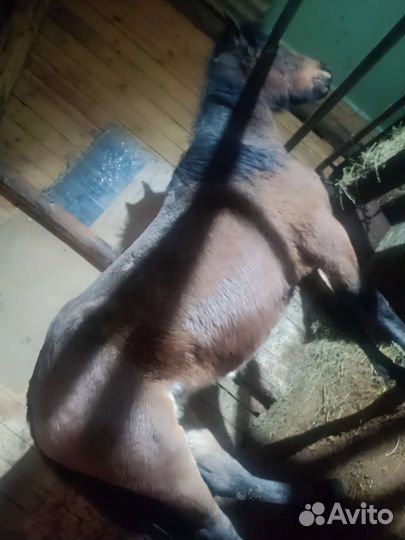 Кобыла ручная