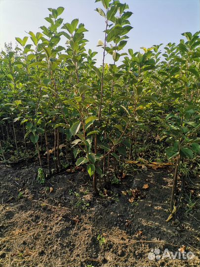 Саженцы плодовых деревьев