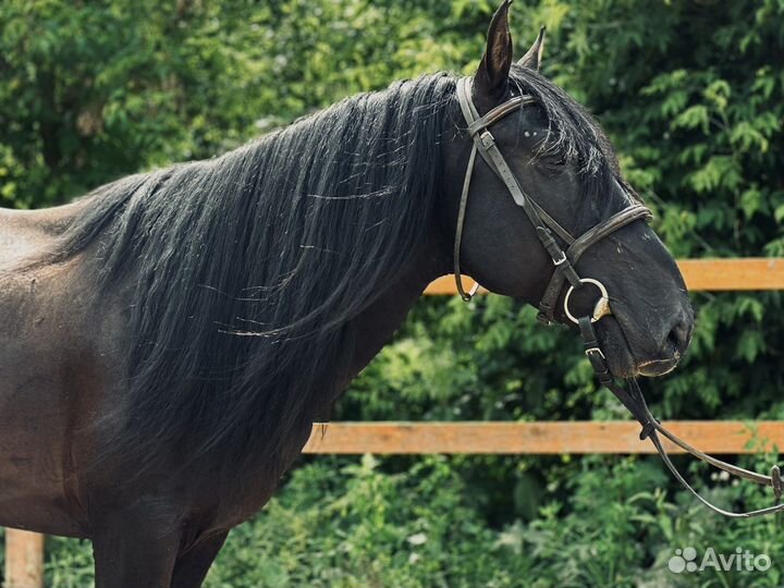 Карачаевский жеребец