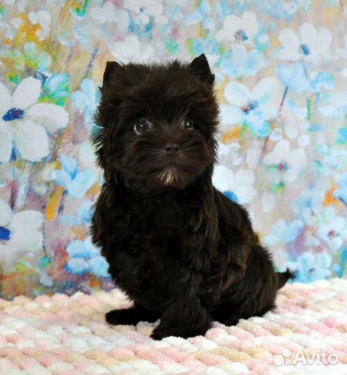 Шоколадные йорки к новому году