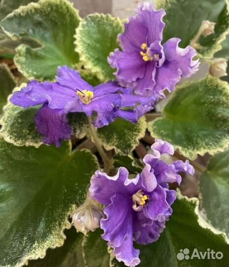 Детки и стартеры сотовых фиалок