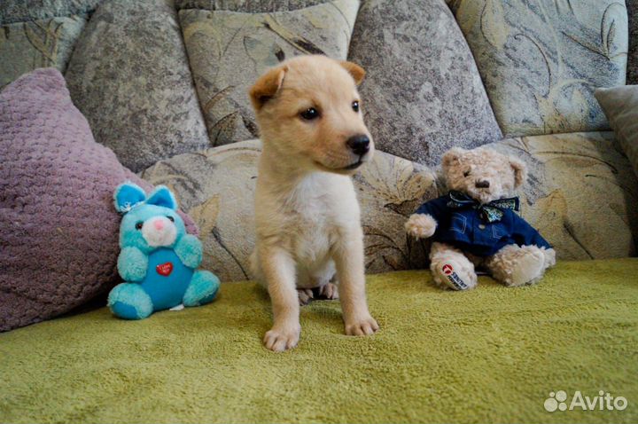 Ищет дом очаровательный щенок Марго