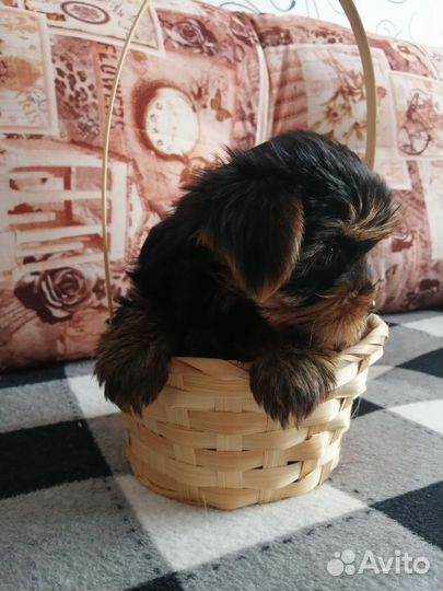 Йоркширский терьер мини щенки