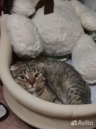 Кошечка в добрые руки