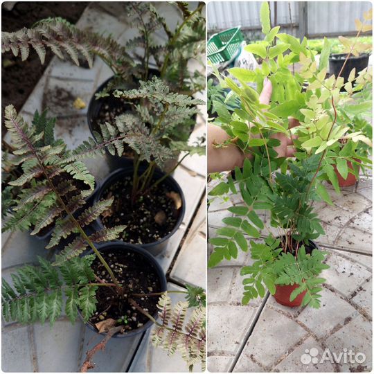 Папоротники, гейхеры, астильбы, бересклеты, бадан