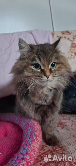 Кошка в добрые руки
