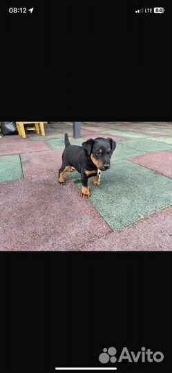 Кобель ягдтерьер